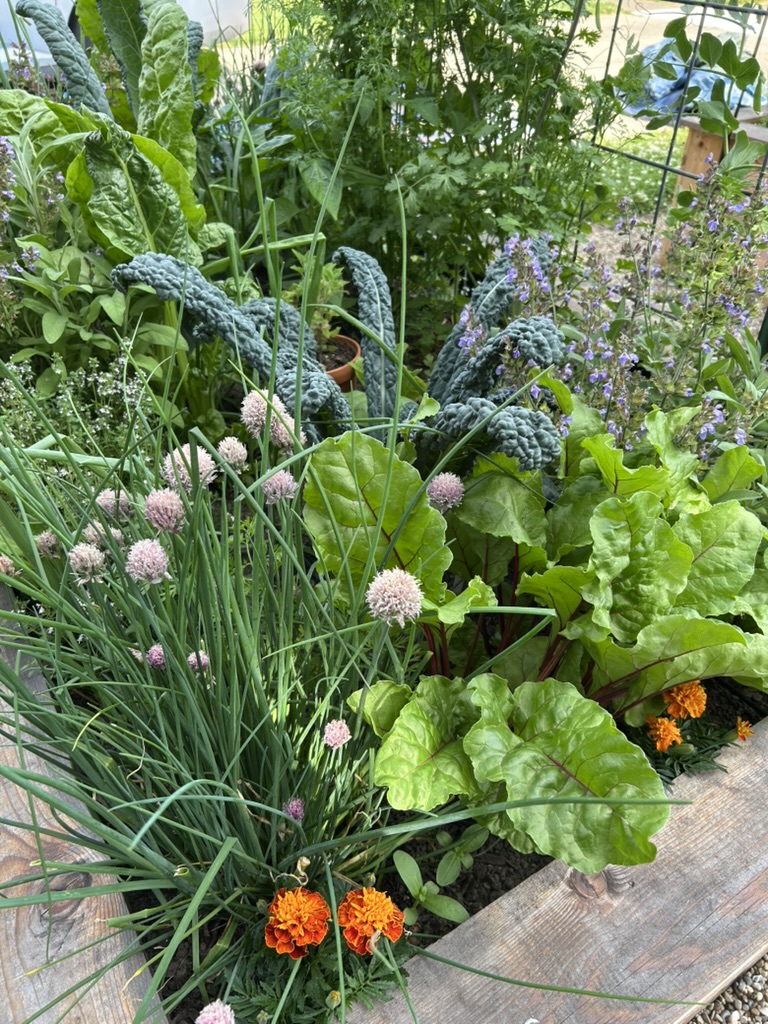 Companion planting in raised bed — chives, kale, marigolds, and catmint growing together