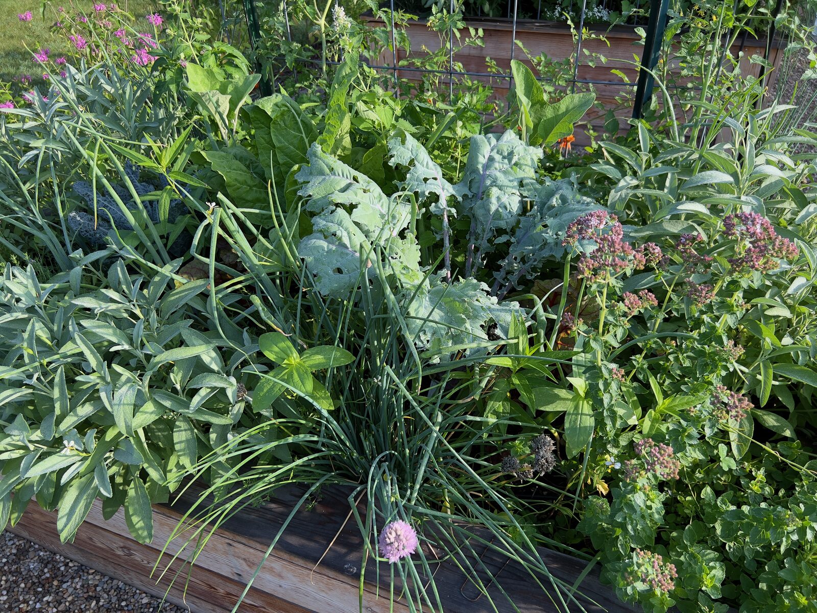 Raised bed with sage, chives, kale, and oregano