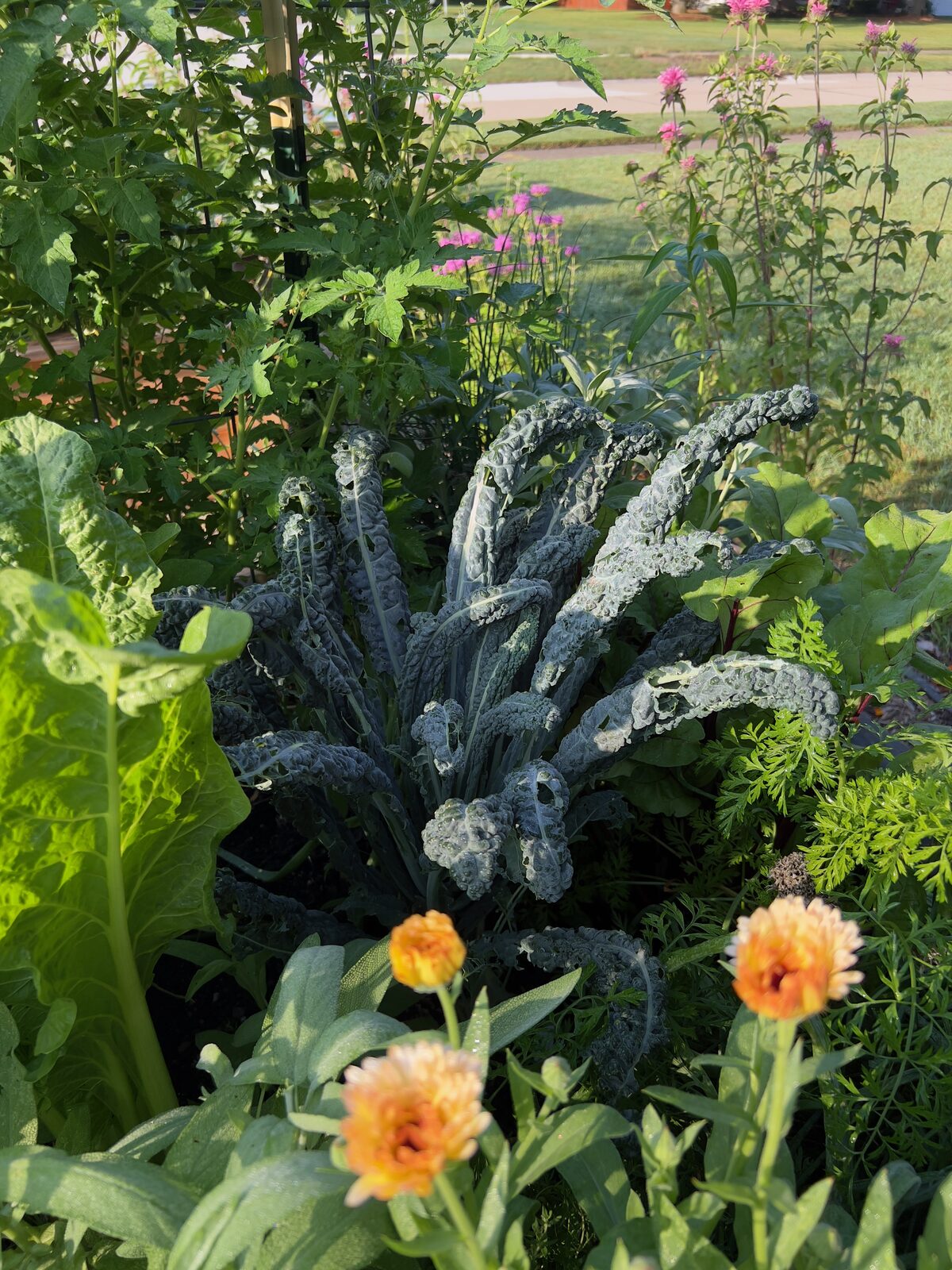 Lacinato kale with orange calendula companion planting
