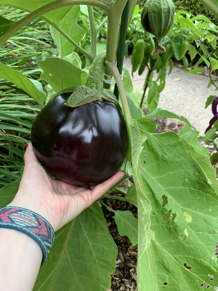 Hand cradling a freshly grown eggplant still on the vine